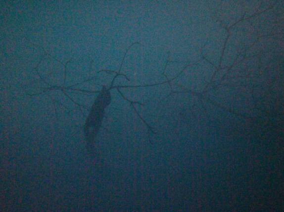 Vegetação fantasmagórica em meio à nuvem de ácido sulfídrico, no fundo do Cenote The Pit, em Tulum, no Yucatán, sul do México